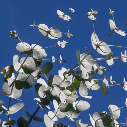 10 benefici dell’olio essenziale di eucalipto: ecco i più potenti