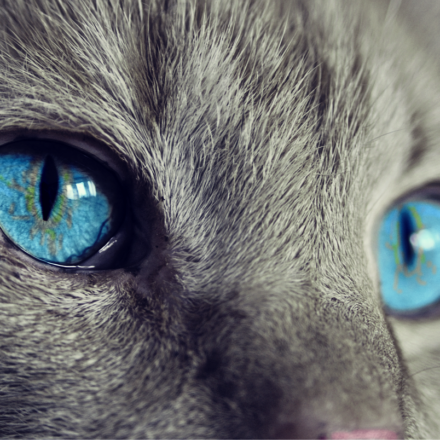 OLI ESSENZIALI PER GATTI: AROMATERAPIA A PORTATA DI MIAO